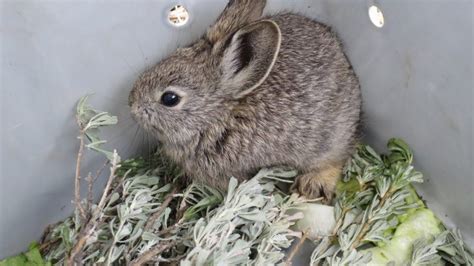 Pygmy Rabbit Care Sheet Here Bunny