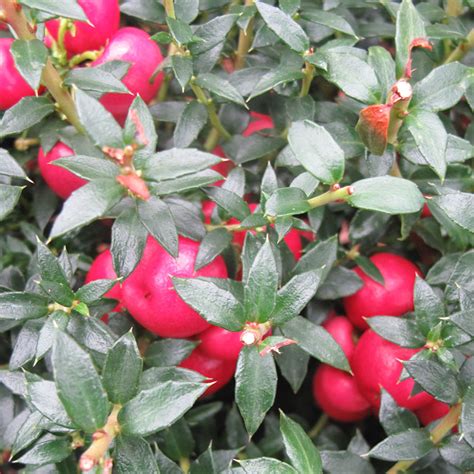 Gaultheria Bells Seedling Hardy Dense Evergreen Flowering Outdoor