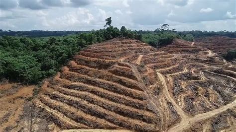 Perkebunan Kelapa Sawit Di Areal Yg Berbukit Youtube