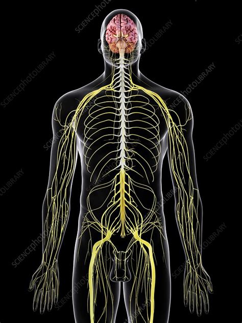 Human Brain And Spinal Cord Illustration Stock Image F0115808