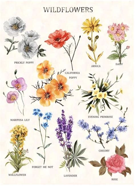 Types Of Wildflowers Flower Identification Spring Flowers Names