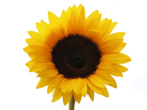 Download High Quality Sunflower Clip Art High Resolution Transparent