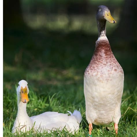 Runner Ducks 101 Pampered Chicken Mama Raising Backyard Chickens