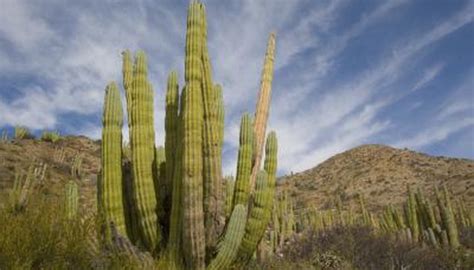 How Do Desert Plants Adapt To Their Environment Sciencing