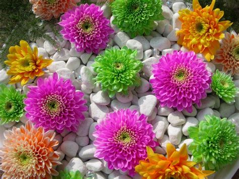 Most Beautiful Flowers Around The World