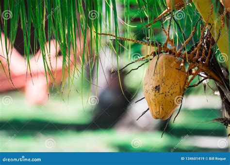 A Single Coconut Fruit Hanging On A Coconut Tree With Green Blurry Soft