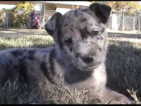 If you are too unlucky when it comes to choosing an australian shepherd pitbull mix puppy, then you might encounter a dog with a great tendency towards hip dysplasia and eye diseases such as cataracts. Australian Shepherd Mix Puppies - YouTube