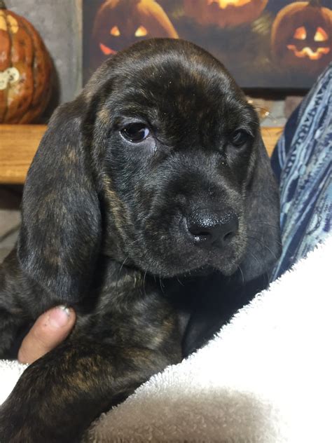 This is the price you can expect to budget for a plott hound with papers but without breeding rights nor show quality. Plott Hound Puppies For Sale | Mosinee, WI #250636