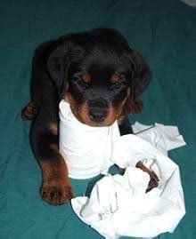 Even with all the tips and tricks in the world, you will still have a considerable amount of work and time to get your goldendoodle fully housebroken. Potty Train (Housebreak) Your Rottweiler Puppy ...