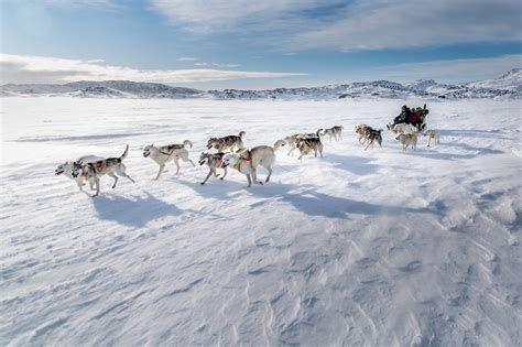 Best Time For Dog Sledding In Greenland 2024 Best Season Roveme