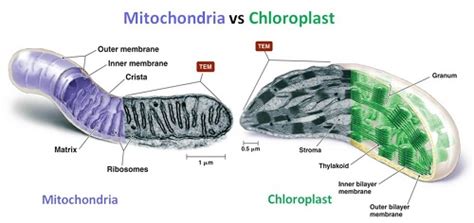 The Difference Between Chloroplast And Mitochondria KnowsWhy Com