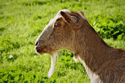 Cloned Testicles Let Goats Father The Offspring Of Another Male New