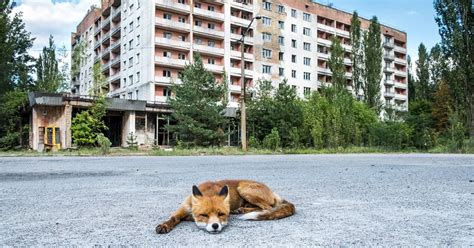 Animali Di Chernobyl Rivista Periodica Dosservazione Casuale