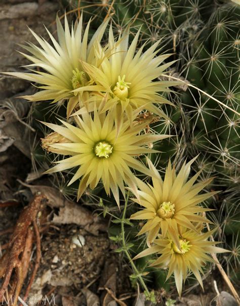 Missouri Foxtail Cactus A Naturalists Journey