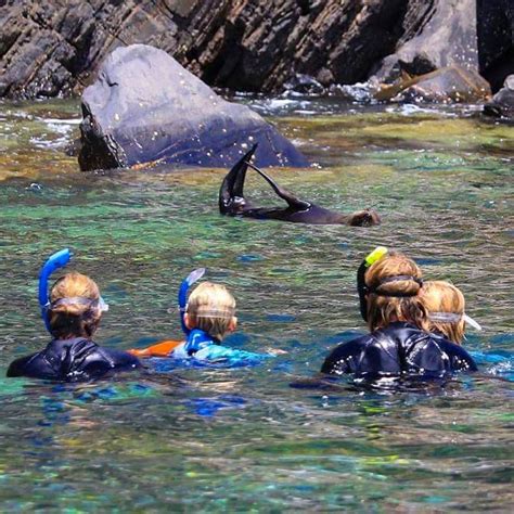 Kangaroo Island Ocean Safari Snorkel With Dolphins