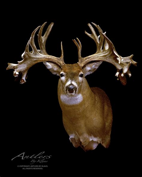 Helgie Eymundson Buck Antlers By Klaus