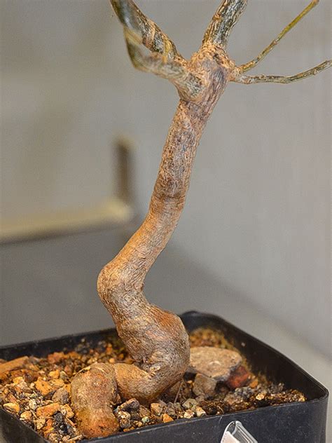 But i keep cutting it back. World Plants