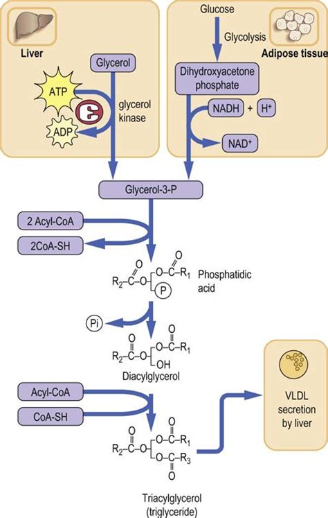 Biosynthesis And Storage Of Fatty Acids Medical Biochemistry