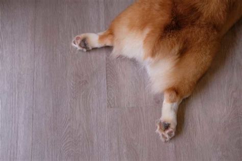 How To Stop A Dog From Scooting On The Carpet