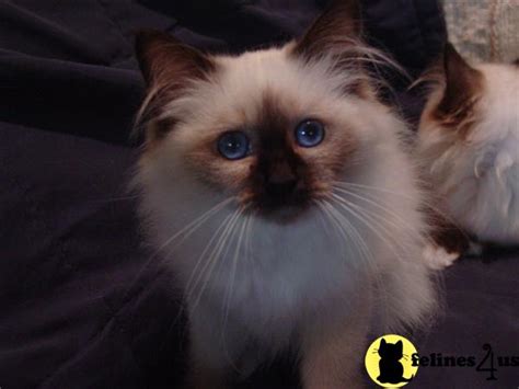 Birman Kitten For Sale Tasha 11 Mths Old