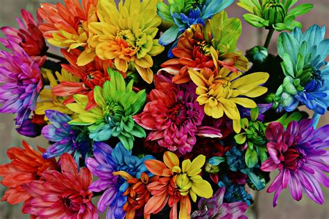 Colourful Flowers Free Stock Photo - Public Domain Pictures