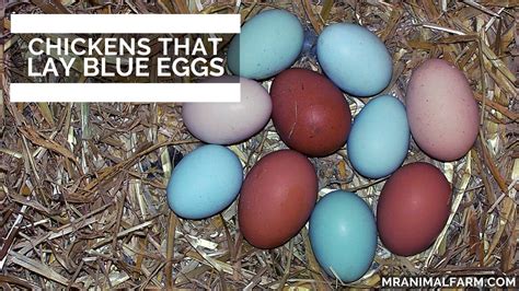 Chickens That Lay Blue Eggs Youtube