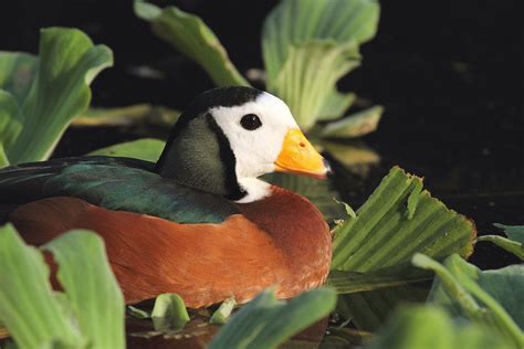 Ducklings Raising Pet Ducks Duck Calls Wetland Wholesome Habitats