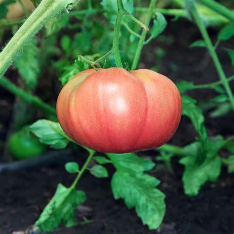 The German Pink Tomato Minneopa Orchards