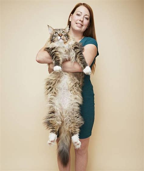 The Worlds Longest Domestic Cat Fussie Cat