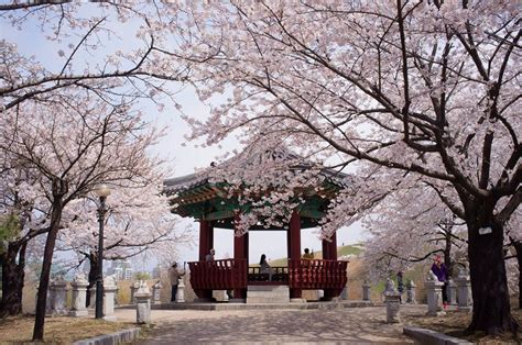 8 Spring Destinations To Visit In Seoul For Cherry Blossoms