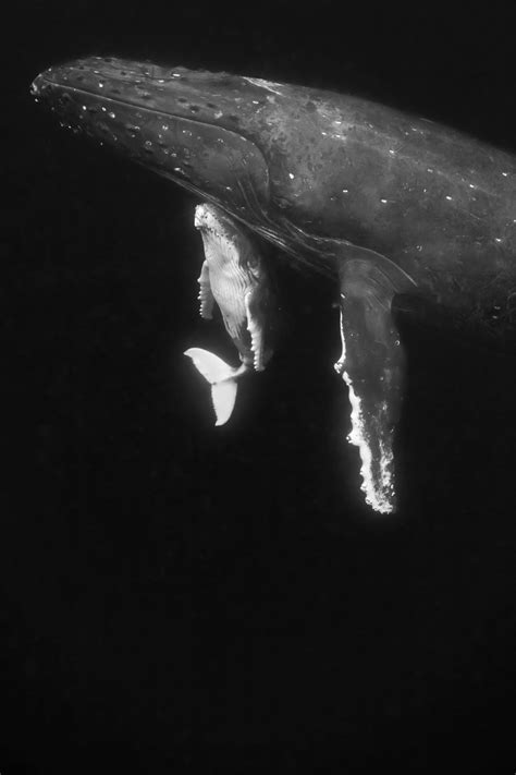Humpback Whales Of The South Pacific ~ Spacewhale ® And Company