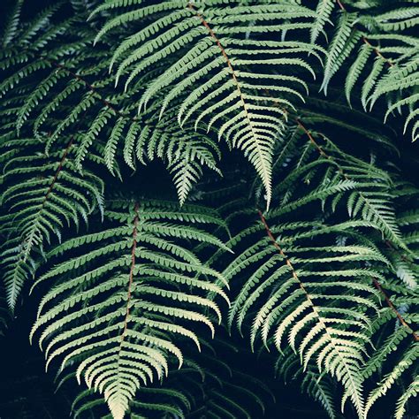 Green Fern Wallpaper Wallpapersafari