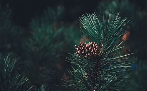 Share Pine Wallpaper In Cdgdbentre