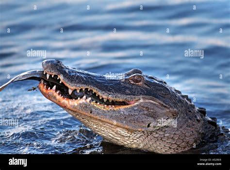 American Alligator Alligator Mississippiensis Alligators Reptiles Stock