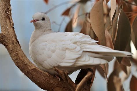 White Dove Sitting On A Tree Branch Stock Photo Image Of Fauna Avian