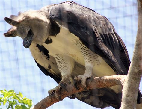 Maybe you would like to learn more about one of these? File:Harpy Eagle (7117520549).jpg - Wikimedia Commons