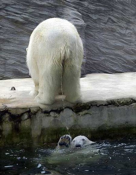 Polar Bear Funny Animal Fails Funny Animal Photos Funny Bears