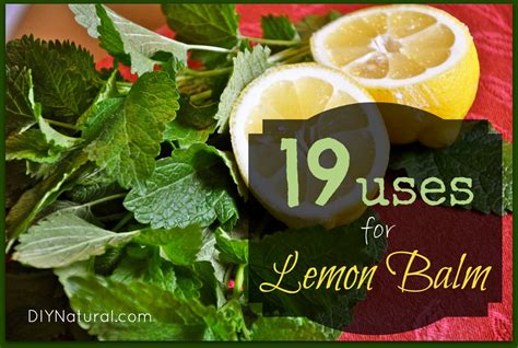 Lemon Balm Uses A Great Herb For Health Beauty And More