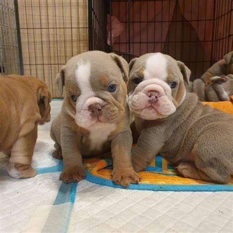 English Bulldog Puppies For Sale | Chicago, IL #329131