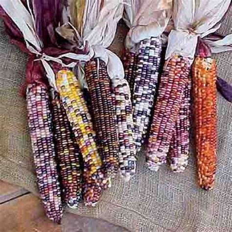 Rainbow Indian Corn Corn Seeds R H Shumway S Company