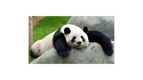 La Historia Del Oso Panda Que Engendró 130 Hijos Y Salvó A Su Especie