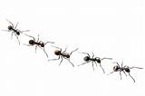 Pictures of Very Small White Ants
