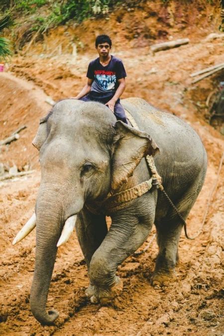 Thai Elephant History Phang Nga Elephant Park