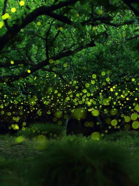 Fireflies Bing Wallpaper Download