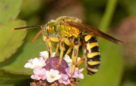 A Look At Some Of Our Colorful And Intriguing Native Bees
