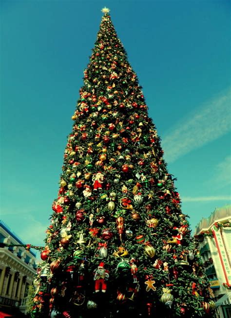 Big Beautiful Christmas Tree On Main Street Pictures Photos And