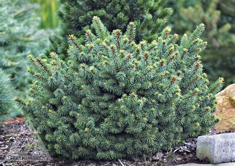 Kigi Nursery Picea Abies Lanhams Beehive Dwarf Norway Spruce