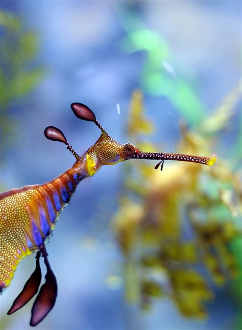Sea Dragon Well I Couldnt Beleive How Beautiful And Col Flickr
