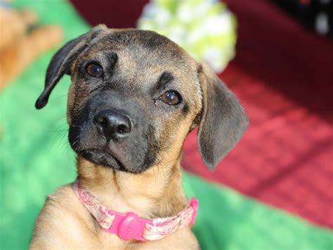 Alibaba.com offers 1,669 care puppy products. Puppy Care Tips | DIY Network Blog: Made + Remade | DIY