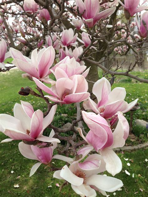 Magnolias Produce Gorgeous Blooms In Early Spring Artofit